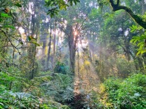 Nyungwe National Park