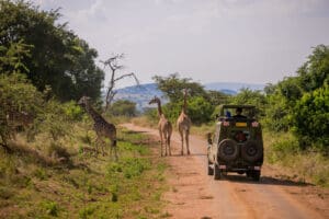 A safaris jeep in Akagera National Park, Rwanda.