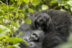A mother gorilla and baby gorilla in Volcanoes National Park.